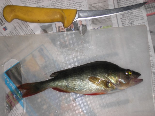 Small redfin